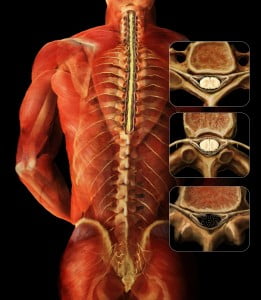 B_vertebrae_function_01