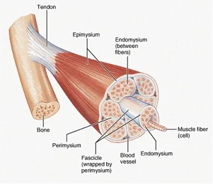 Muscle Fiber